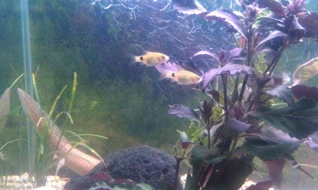My feeder fish that are too fast for my axolotls this is the last two out of the ten I first got and they are still around. I named then surf and terf