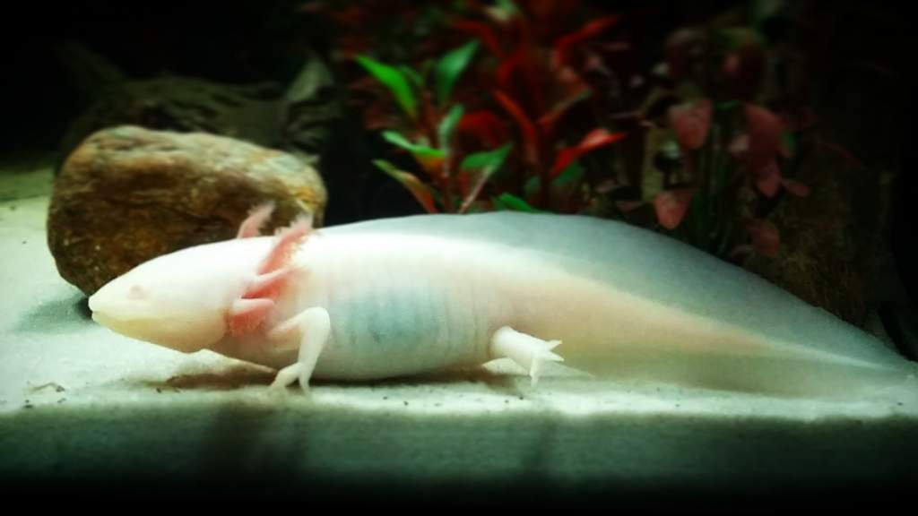 My female albino