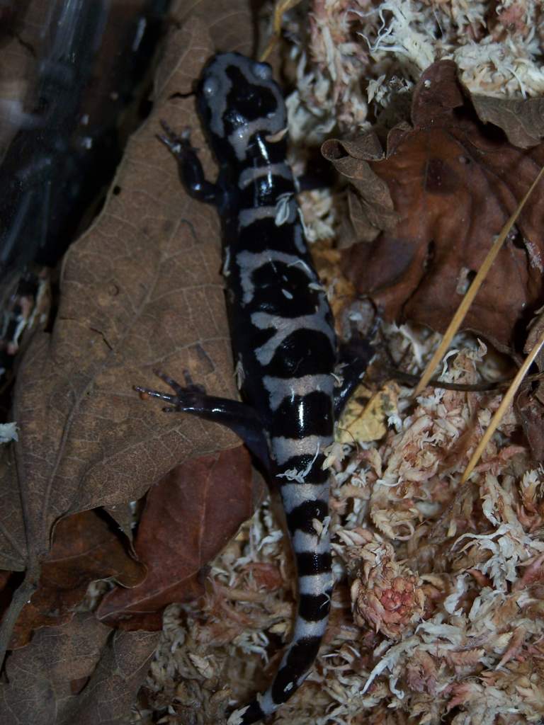 My female marble, Silver. She is about 5 inches long.