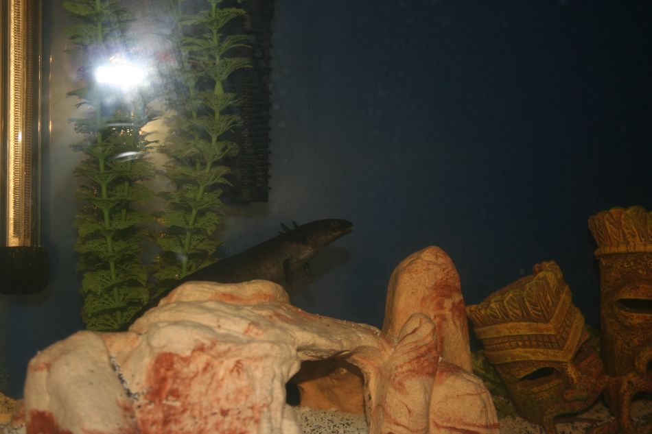 My female melanoid.