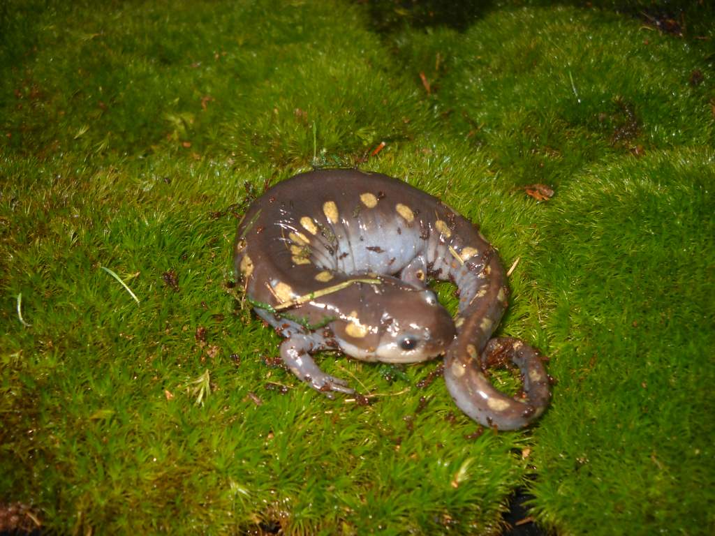 my female spotted salamander, lilith