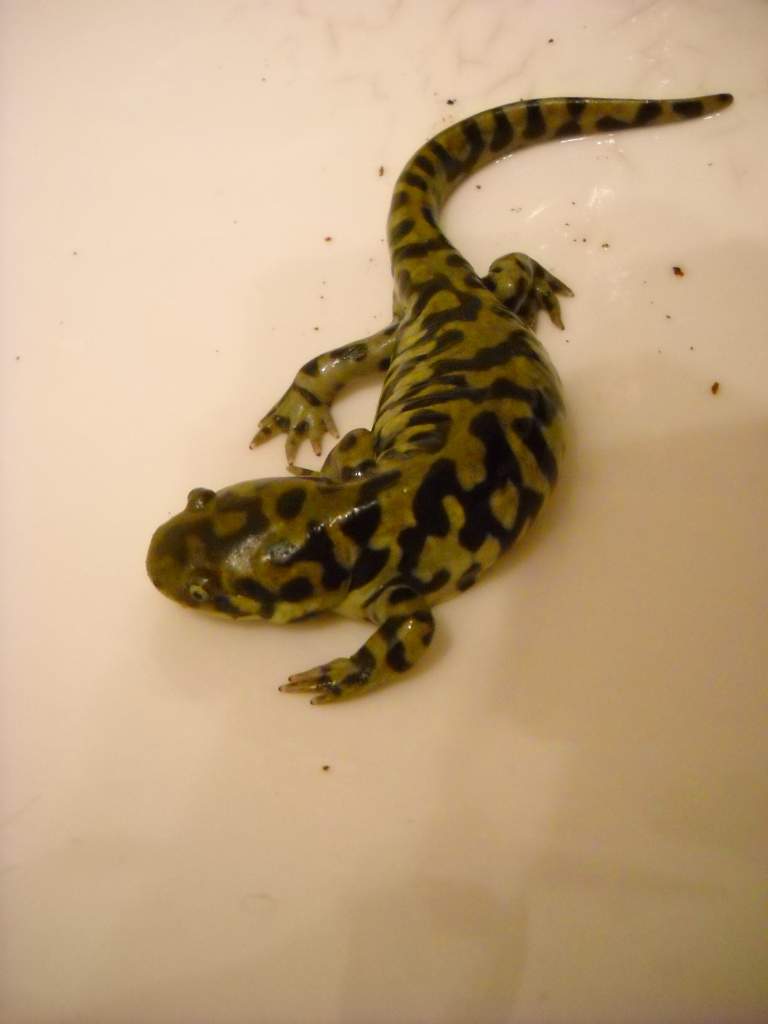 my female tiger salamander, shcmee