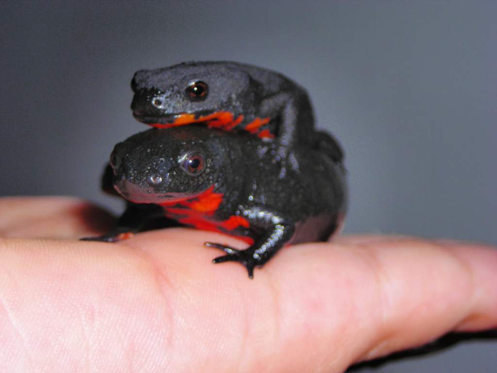 My Fire-belly newt couple. (female bottom). Died at 9 years of age due to presumably a late caught protozoan parasite.