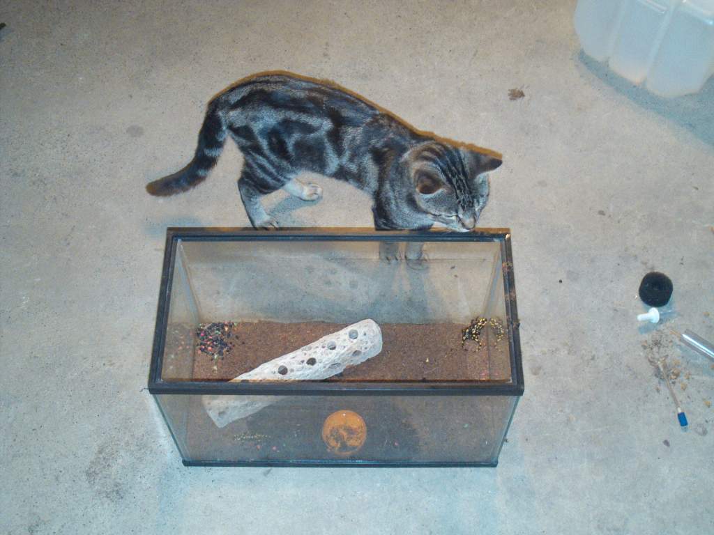My Fires and the curious Sgt.