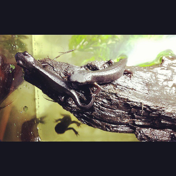 My first 3 newts