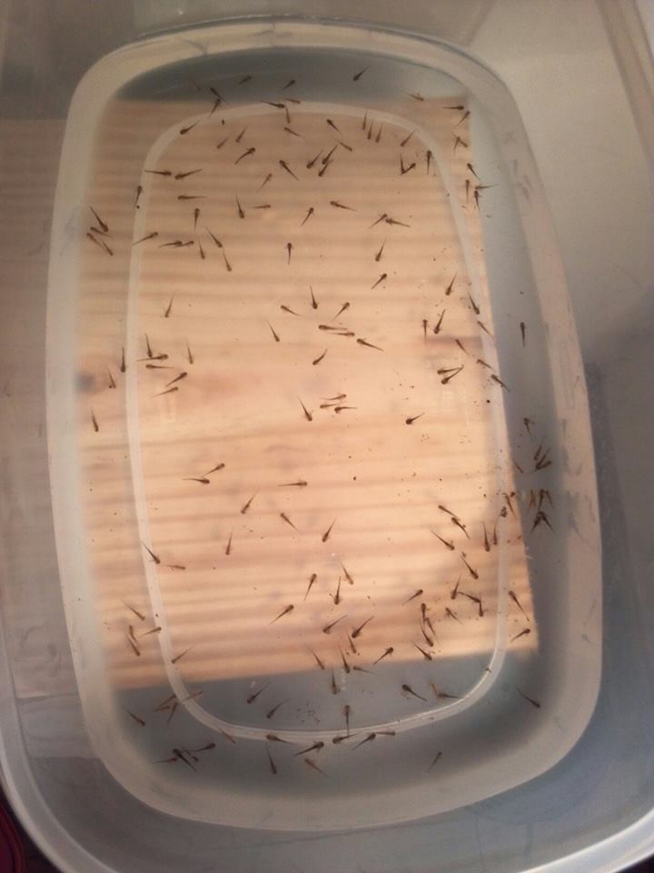 My first batch of babies
