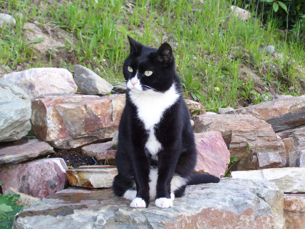 My first kitty that was actually "my" cat. After my parents split up she kinda bounced around but she's back with me again. Her name is Little Witch b