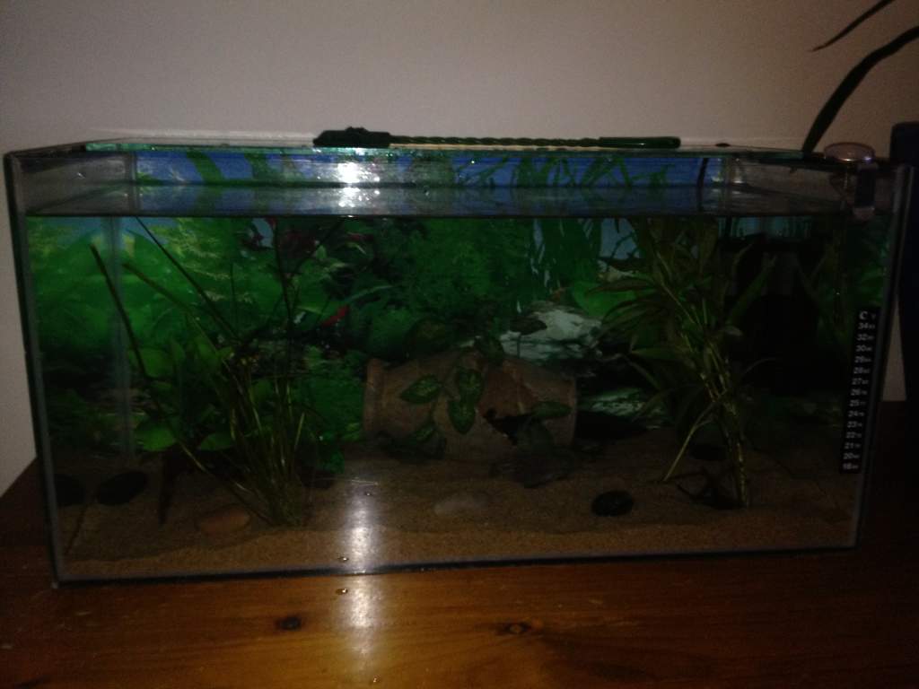 My first setup 55L