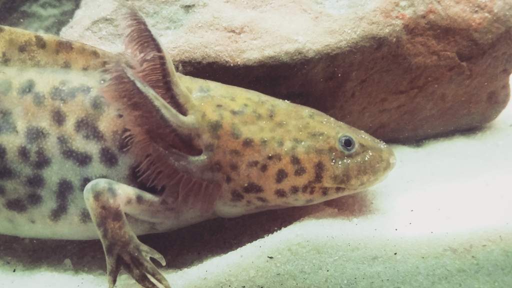 My five month old axolotl Charles