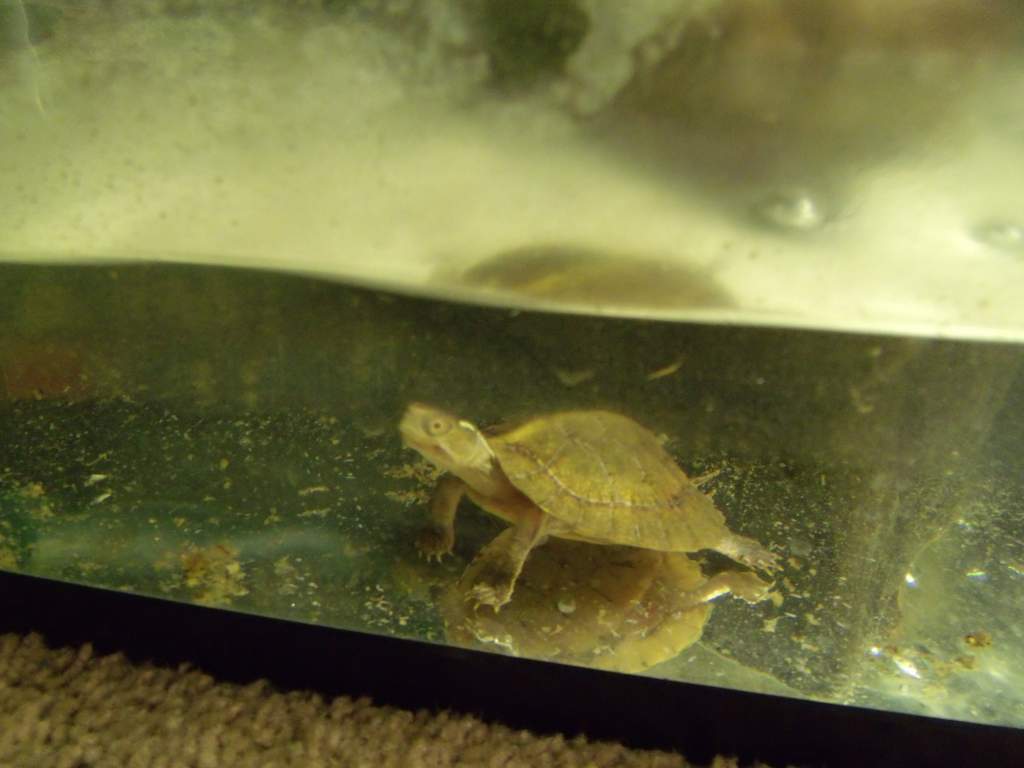 My four eyed turtle....rare.