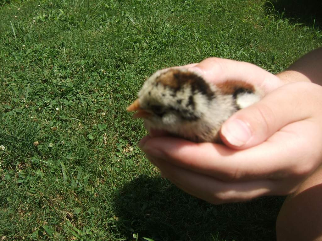 My friends chicken had babies, BORN ON MY BIRTHDAY!