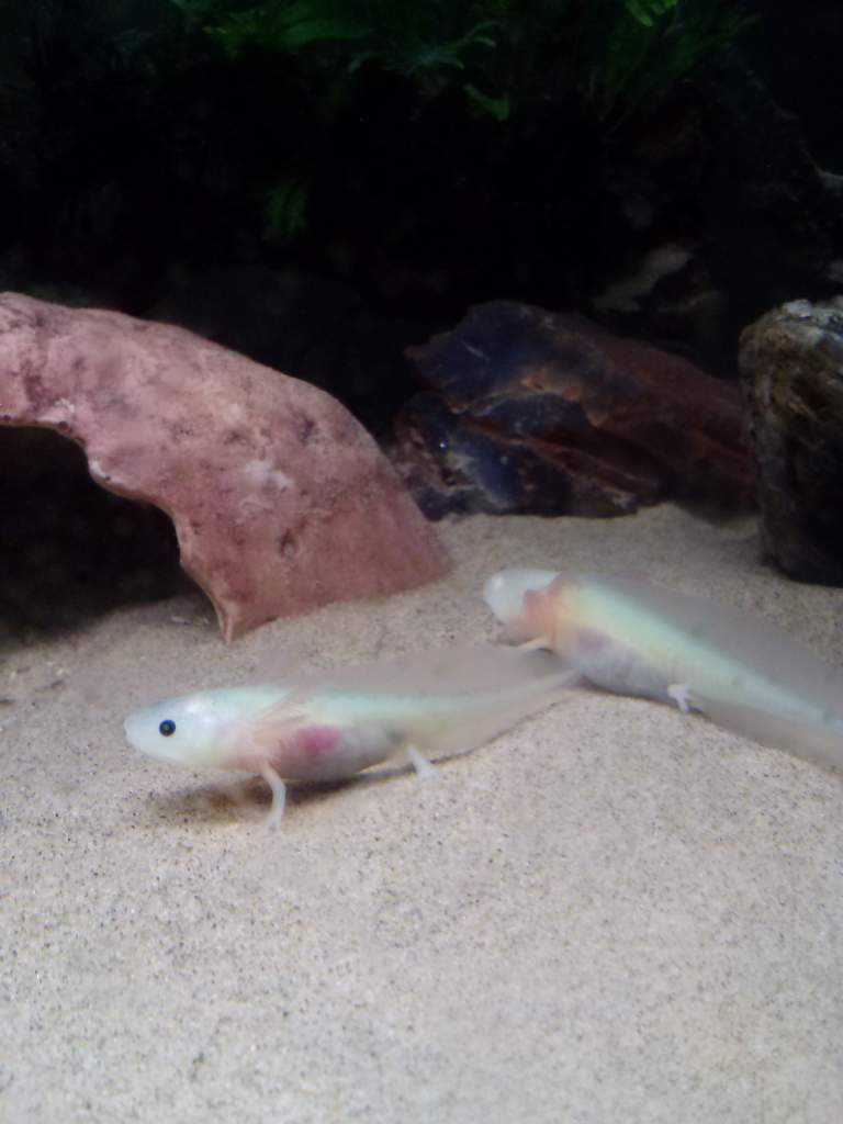 My GFP golden albino and GGP white meanoid born in Feb.