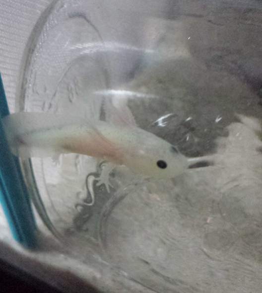 My GFP leucistic axie, the day I got it.