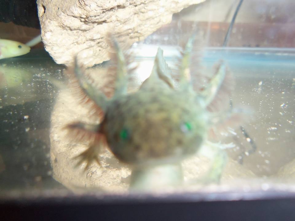 my gfp wild type  with glowing eyes
