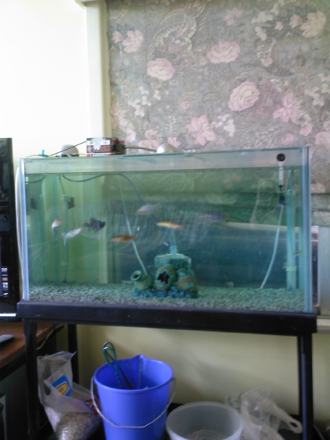 my gold fish tank
