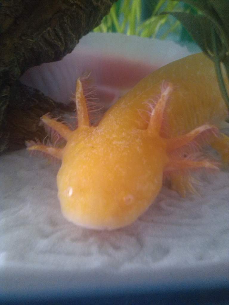 My golden girl :)