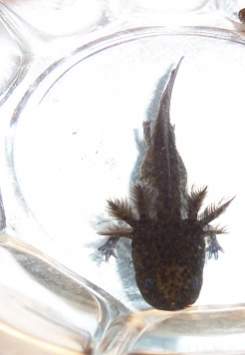 my hold back future breeder