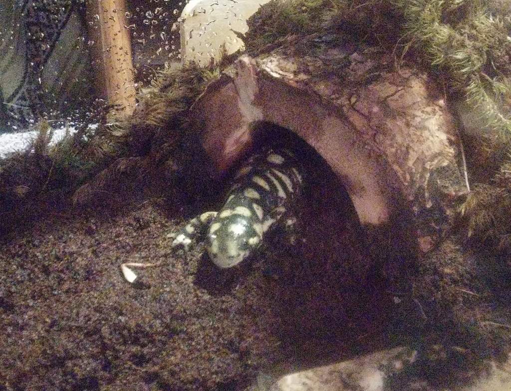 My husband fed him his cricket, and he snatched it from the tweezers so quick that it's leg remained...I'm guessing he was pretty hungry O.o  Lol