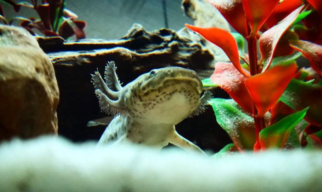 My juvenile wild type axolotl rouge