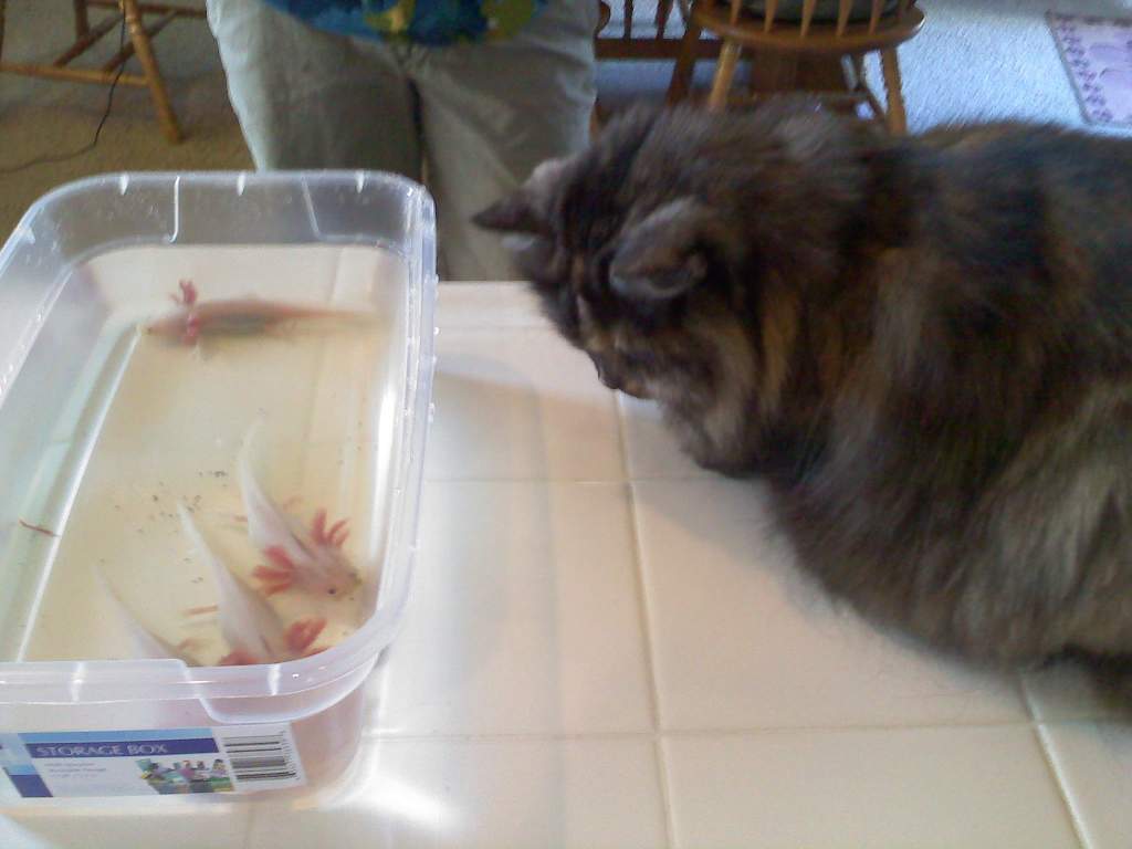 my kitty is very interested in every animal i bring into the house :)