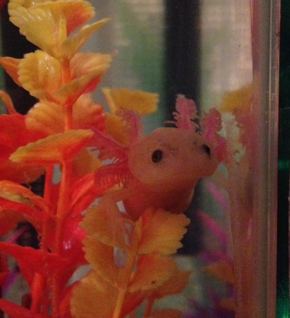 My leucistic baby