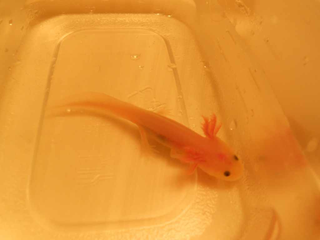 My Leucistic Juvi