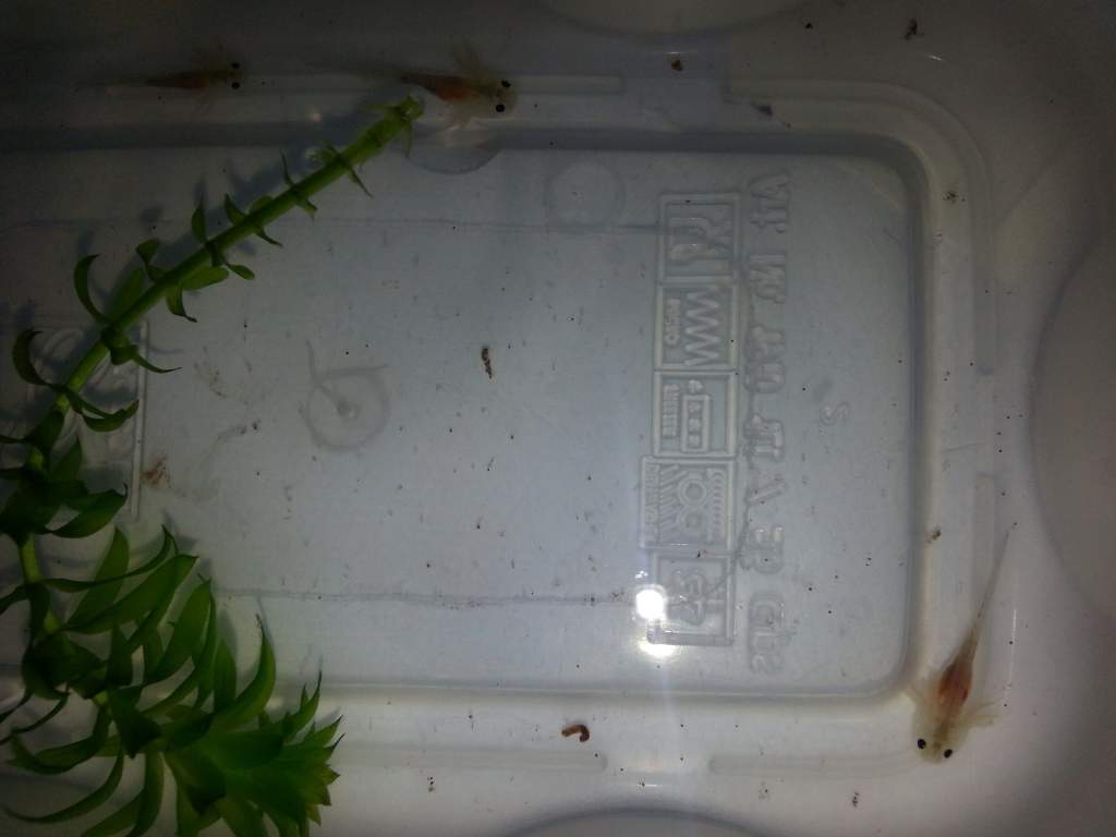 My little baby's hatched on 13th oct (I'm told) got their front legs,,, waiting for back to arrive:-d I'm not sure Wat sort they are though...