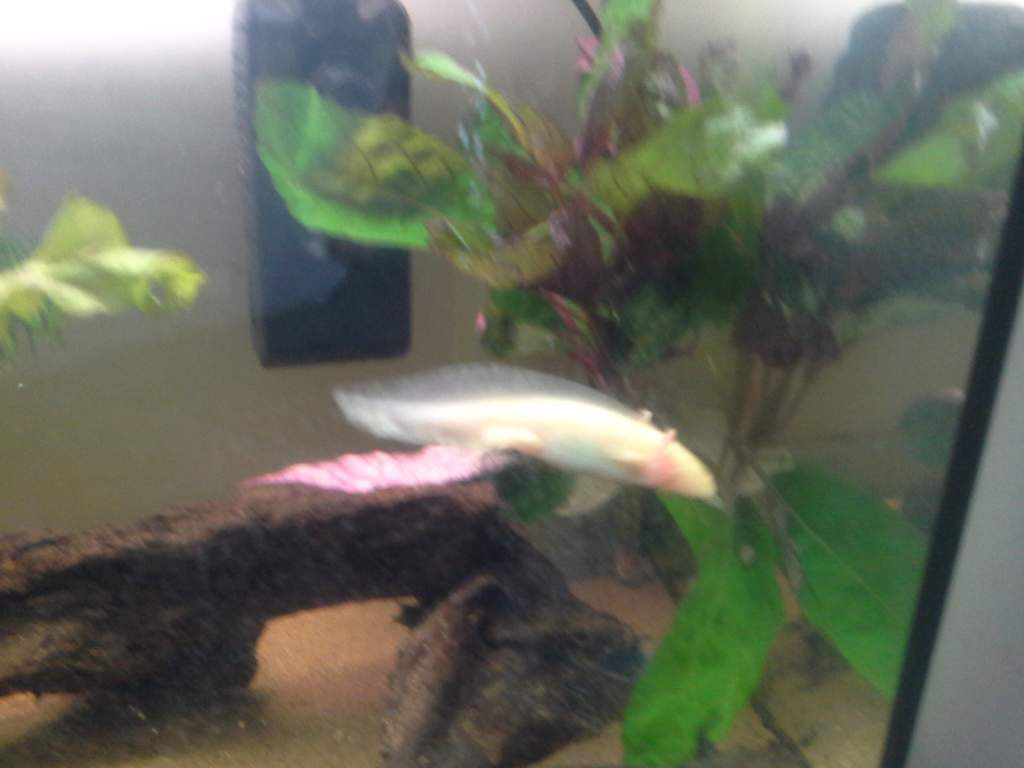 My little gold axolotl swimming about the tank :) she was really enjoying herself x