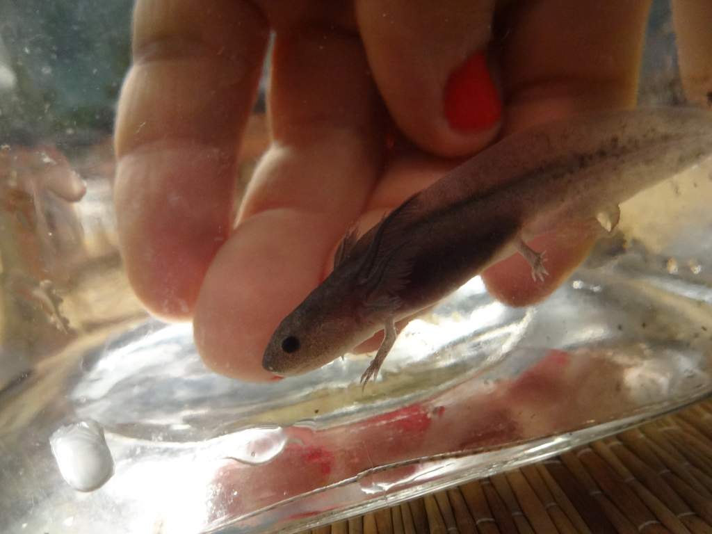 My little no name as of now.  She/he is a melanoid!