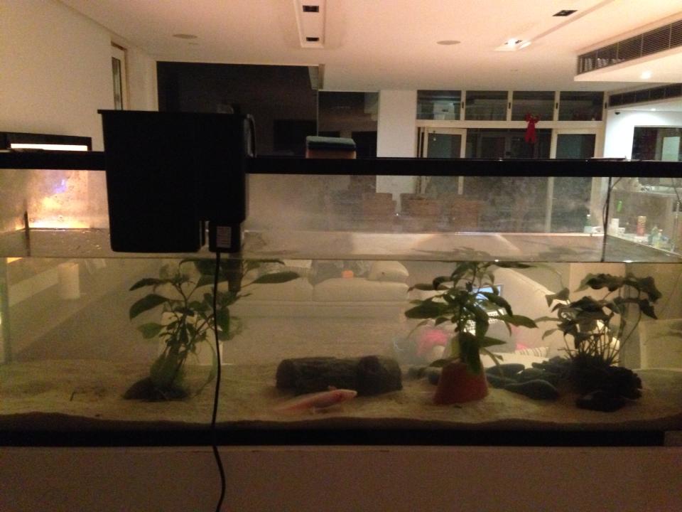 My Main 120L Axolotl tank- large filter, drift wood, plants, fake plastic log (house) and about 9 large smooth pebbles/rocks approx 8cm+ in diameter.
