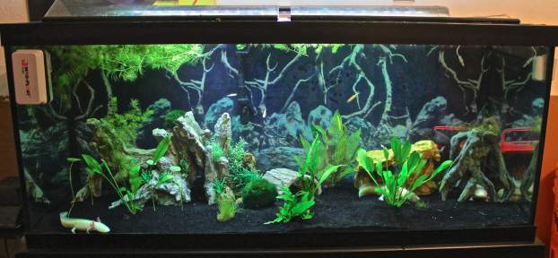 My main adult tank