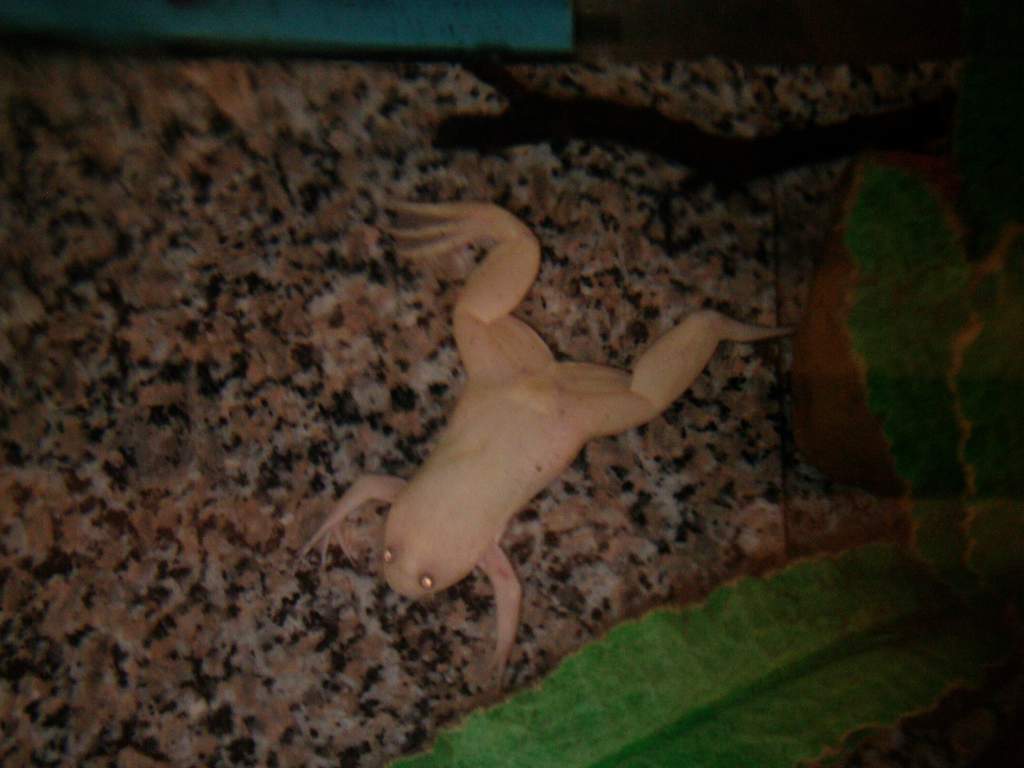 My male ACF that is missing a foot.