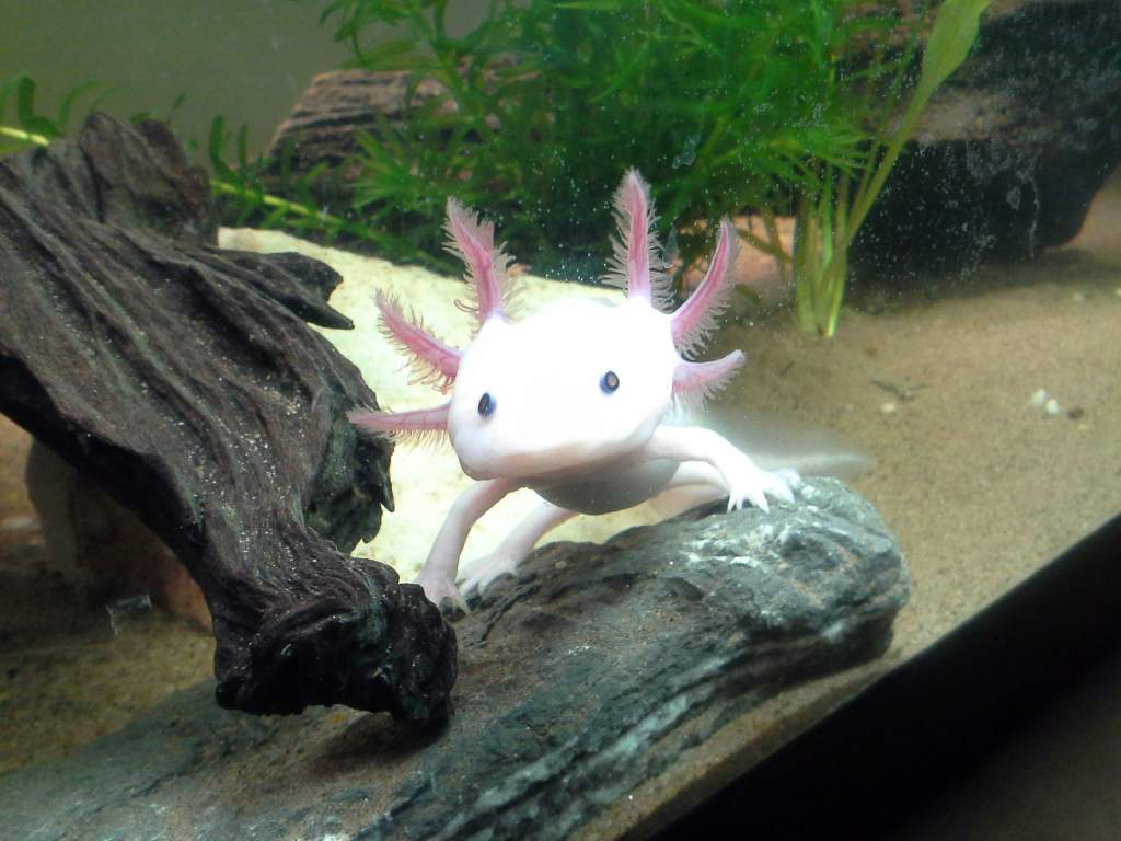 My male axolotl being a real cutie !, stunning x