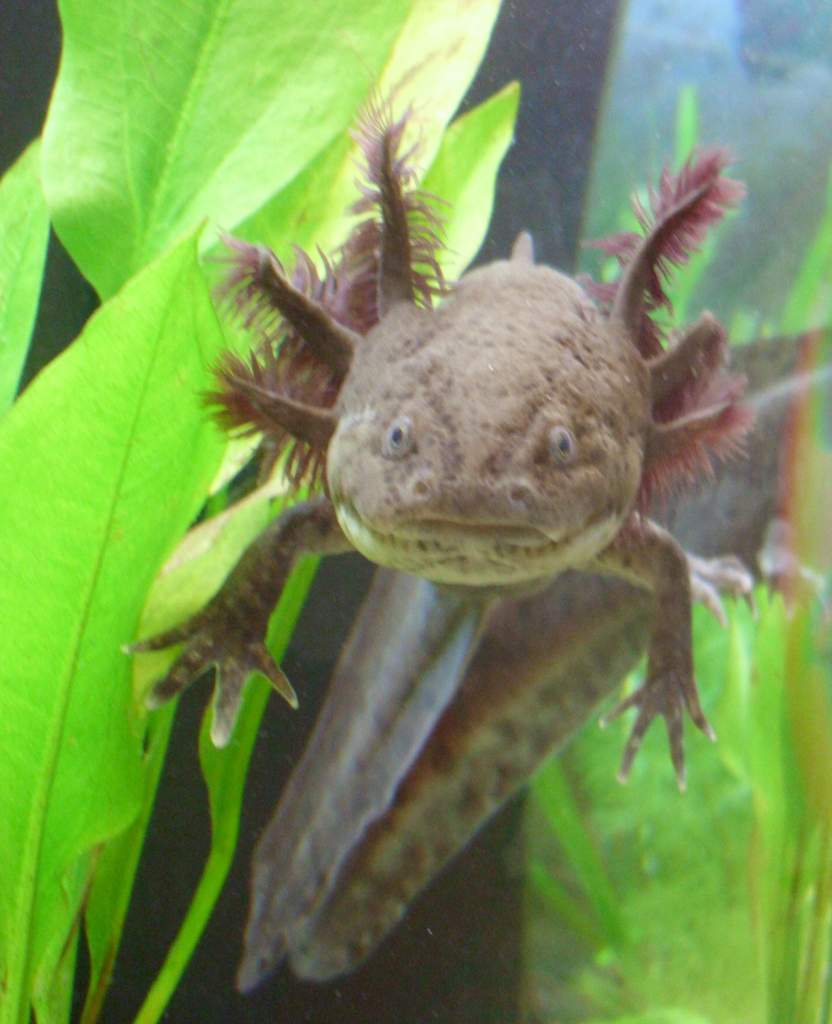 My male axolotl Yoshii.