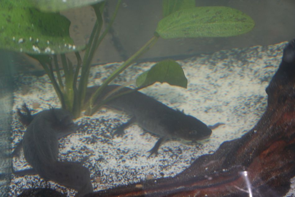 My male (left) and female (right).