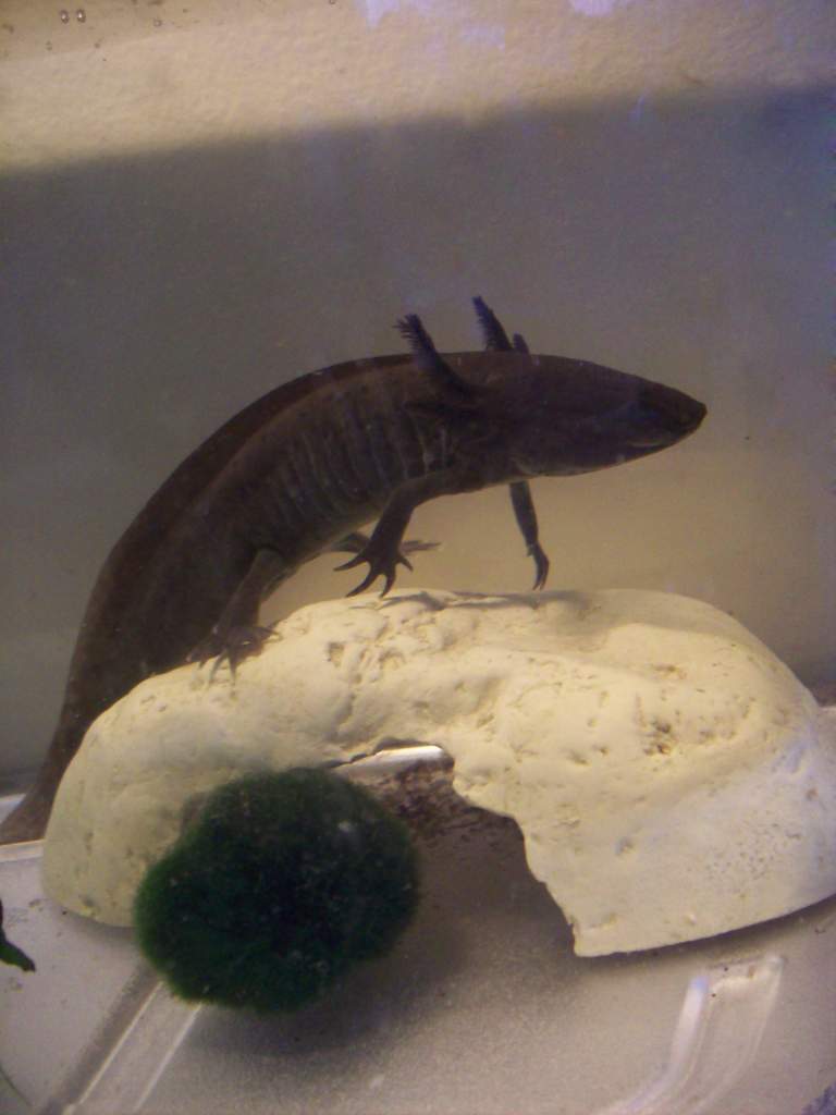 My male Melanoid Axolotl, Ansel. 

He really likes that moss ball, and pushes it around the tank. He is a real clown.