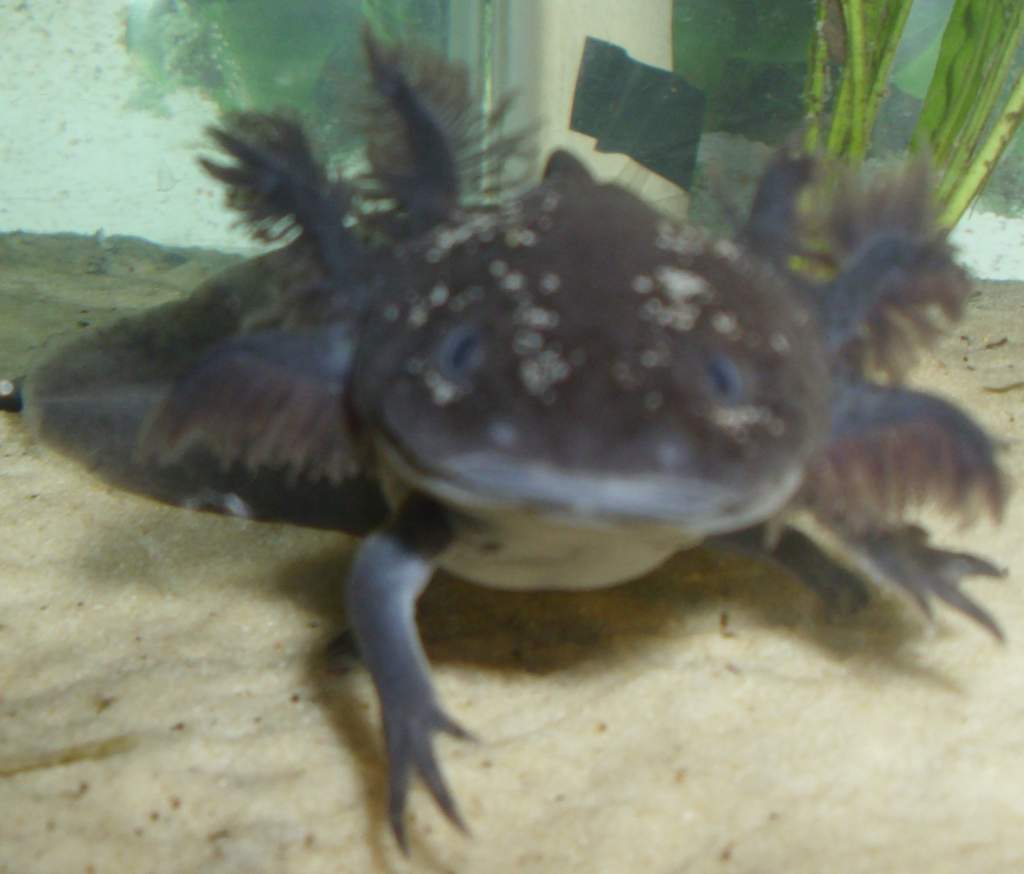 My male melanoid axolotl.