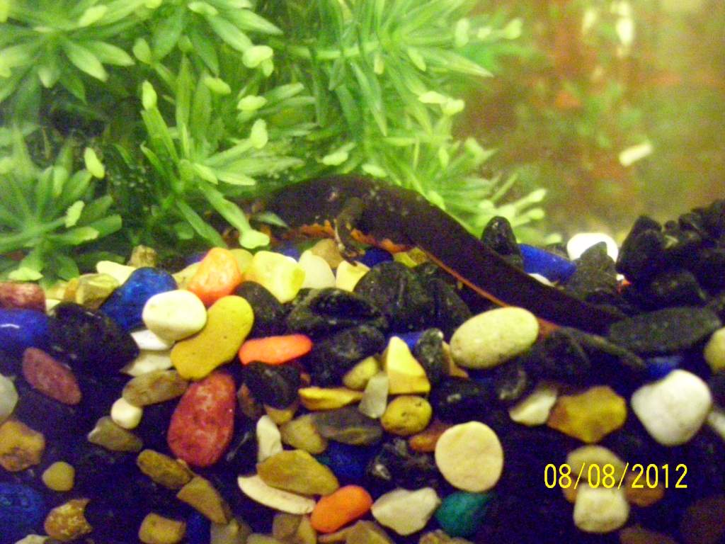 my male newt