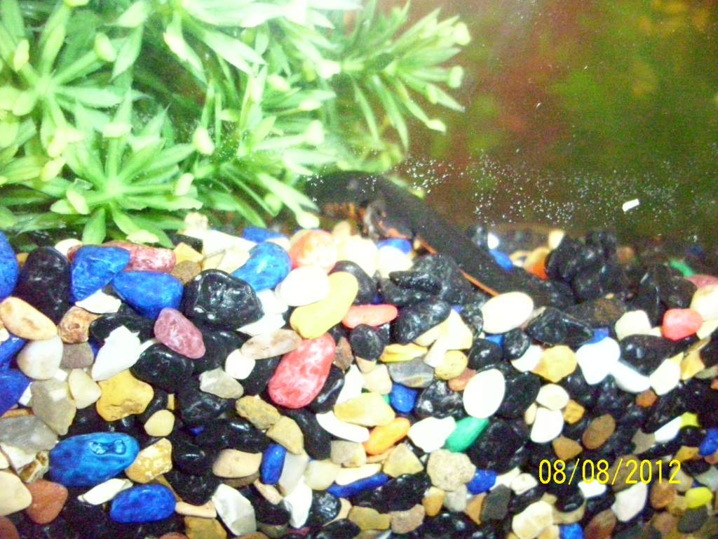 my male newt