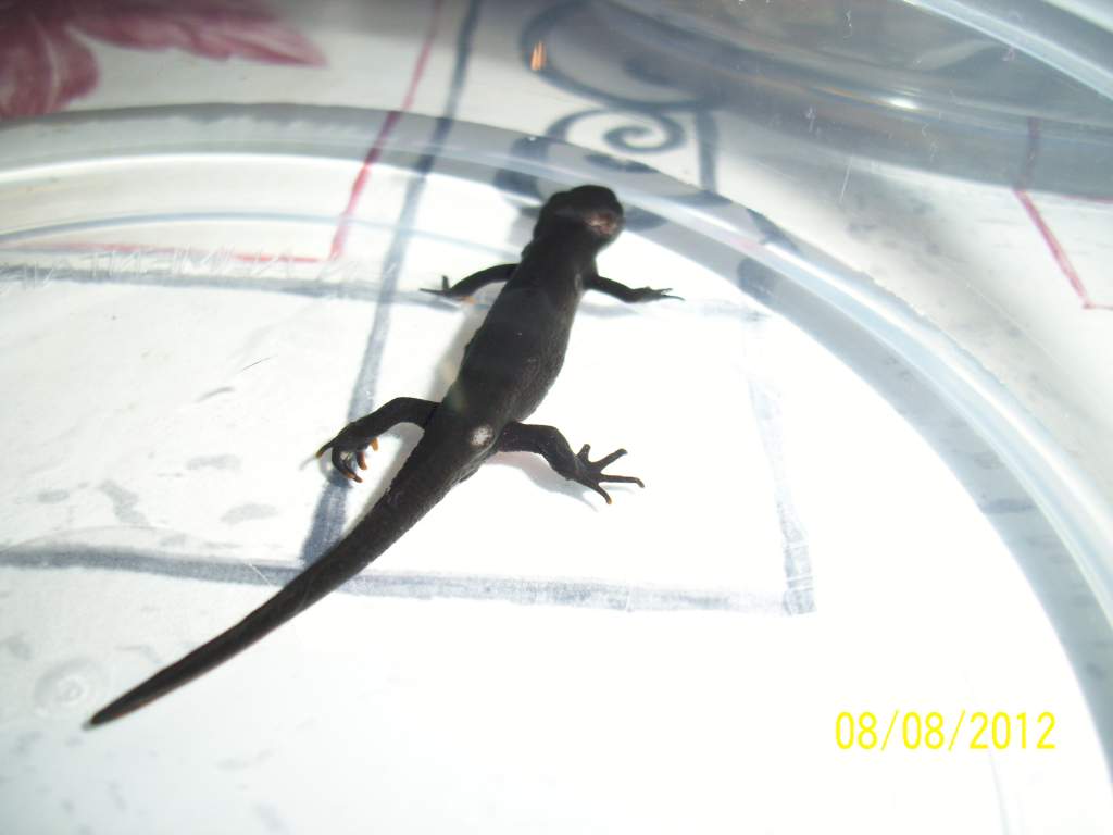 my male newt