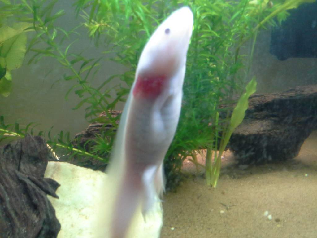 My male pink axolotl off for a swim again :) he moves so fast!, this photo was so hard to get.