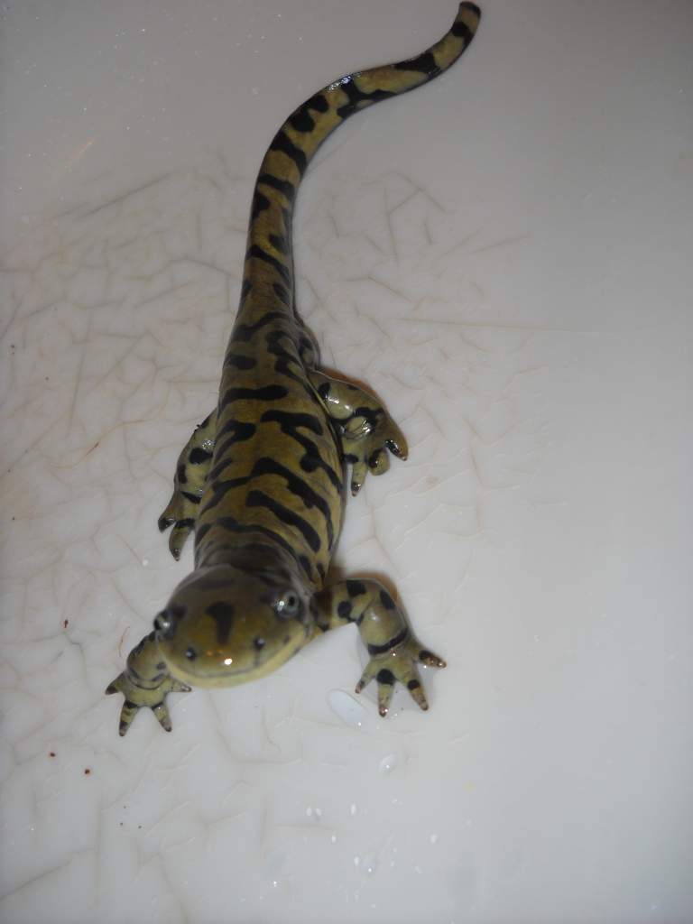 my male tiger salamander, jhonny