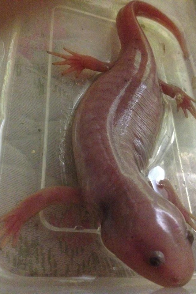My morphed axolotl, Mustang!