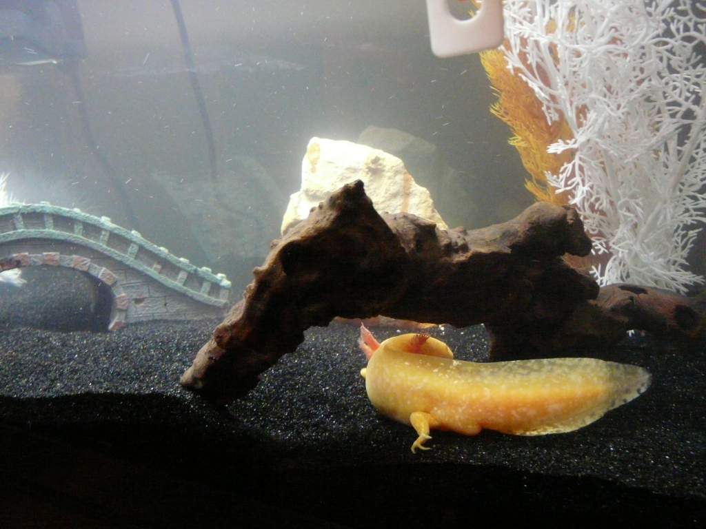 My most recent picture of him!