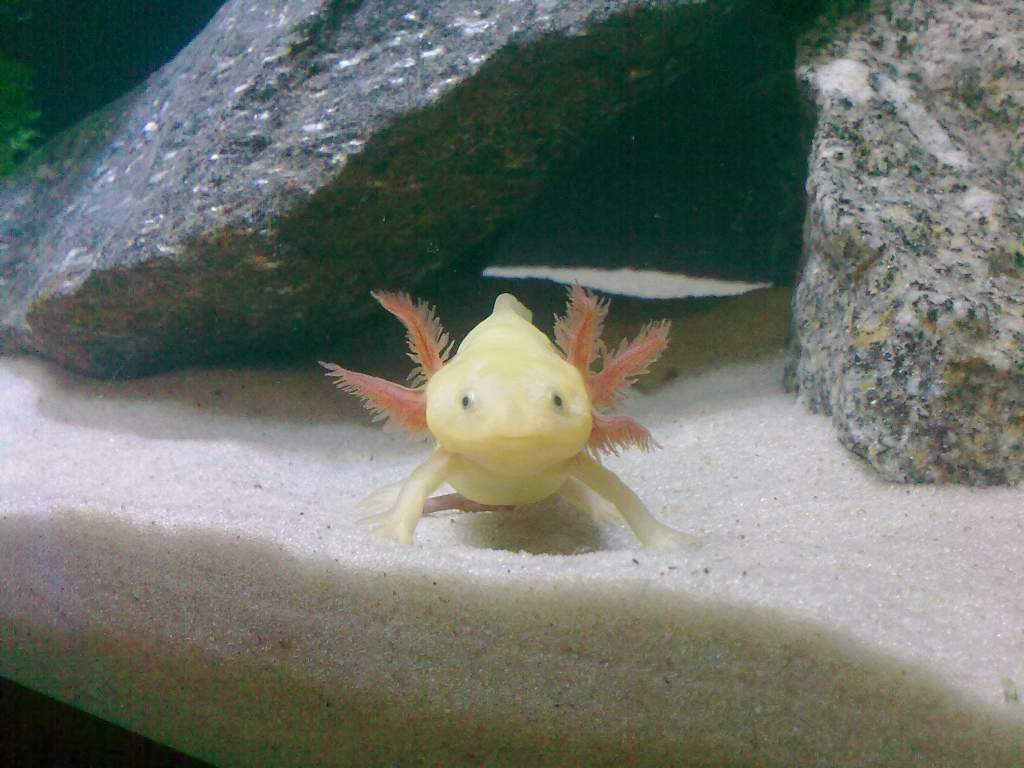 My new axie! He dont have one of the gills! haha