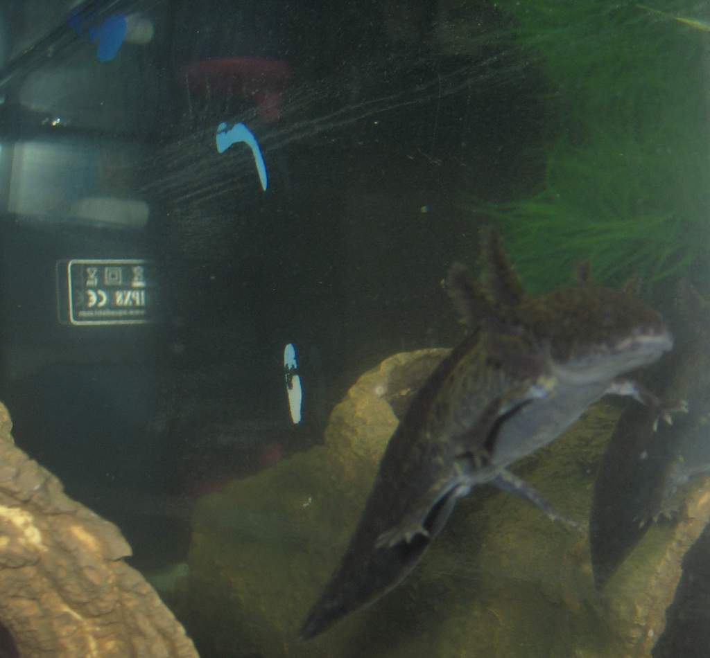my new axie Jabba (hubby named him)