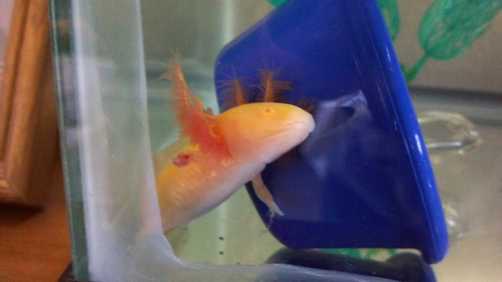 My new axie Pinky. Bought him with a missing arm from a tank mate. Its growing back nicely.