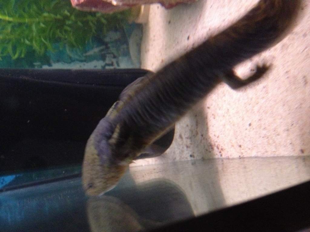 My new axolotl I've decided to call it moss as the colour of its head looks like moss and not sure if girl or boy yet