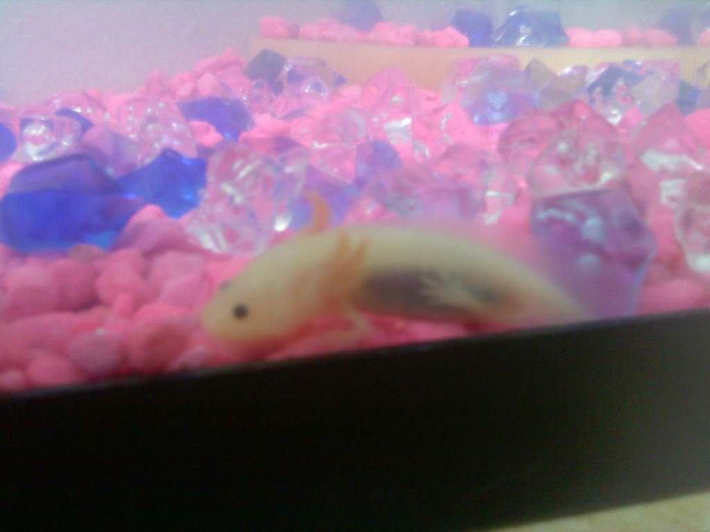 My new baby axolotl. Does it's stomach look okay?