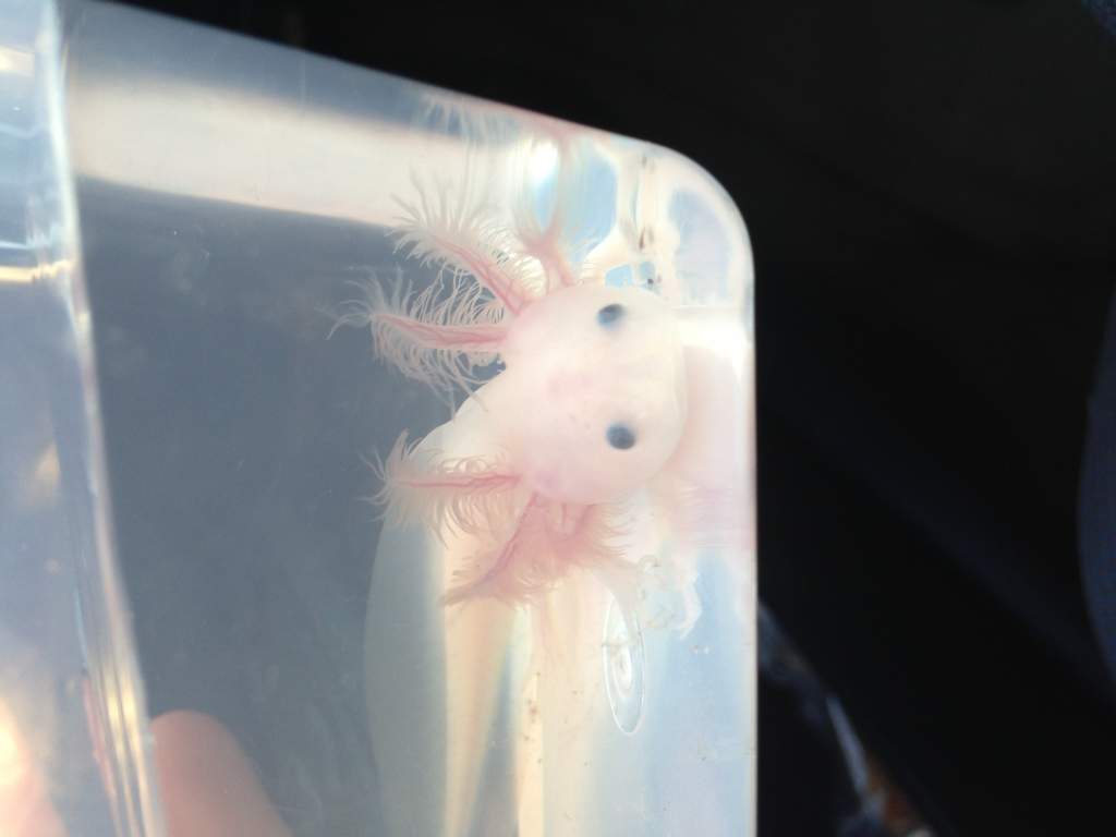 My new leucistic baby :)